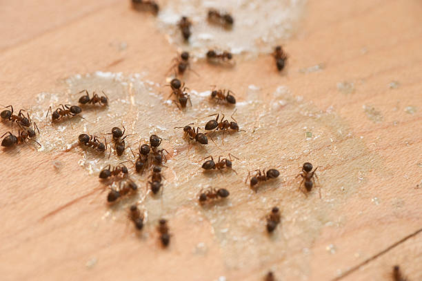 Best Flea Control Services  in Cheboygan, MI