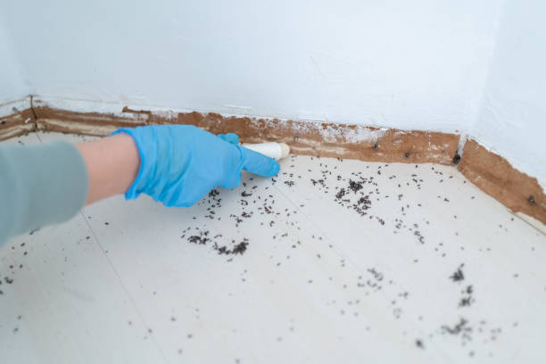 Best Local Pest Control Services  in Cheboygan, MI